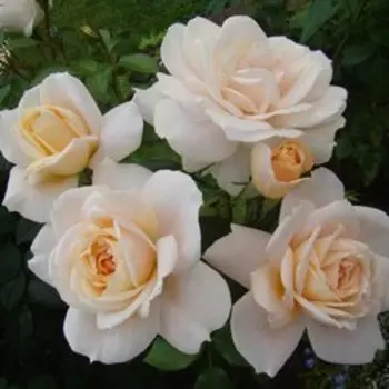 Роза флорибунда Лион Роуз