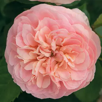 Роза флорибунда Мария Тереза