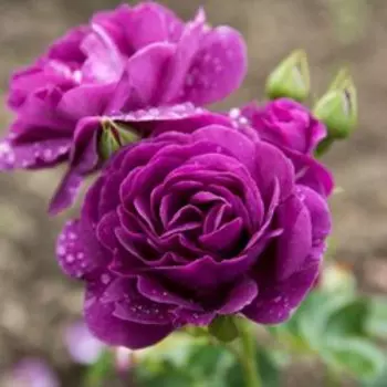 Роза флорибунда Минерва