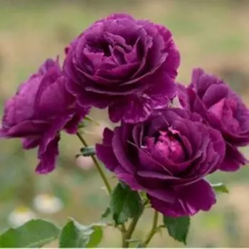 Роза флорибунда Мистерьёз (С3,5)