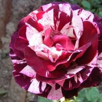 Роза флорибунда Нью Имэджин