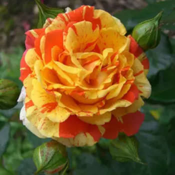 Роза флорибунда Пападжина