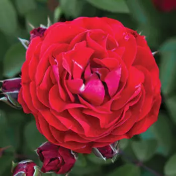 Роза флорибунда «Reka» Сава