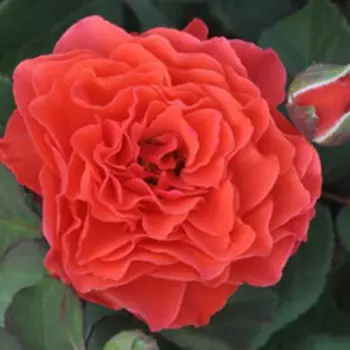 Роза флорибунда «Сити Коллекшн» Леди оф Белград