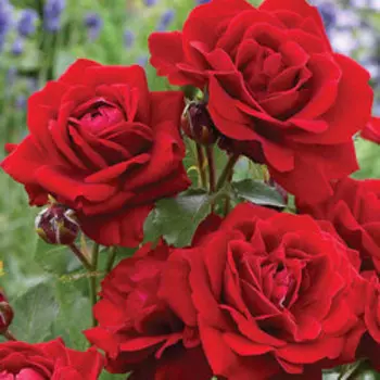 Роза флорибунда Стромболи