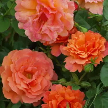 Роза Хакнесс флорибунда Эси Доэс Ит