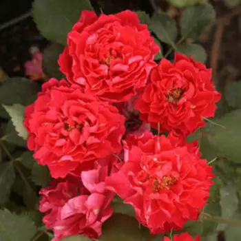 Роза канадская парковая Джон Франклин (С3,5л)