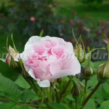 Роза канадская парковая Мартин Фробишер (С3,5л)