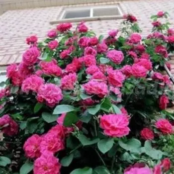 Роза канадская плетистая Джон Кэбот (С3,5л)