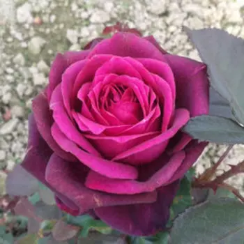 Роза Кордес чайно-гибридная Графиня Диана