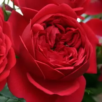 Роза Кордес флорибунда Аут оф Розенхайм