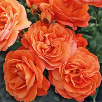 Роза Кордес флорибунда Феникс