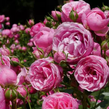 Роза Кордес флорибунда Помпонелла