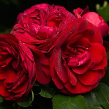 Роза Кордес флорибунда Роткепчен