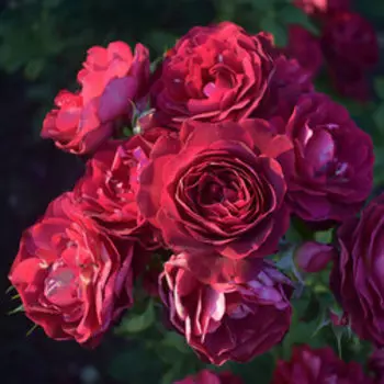 Роза Массад парковая Леа Мэж