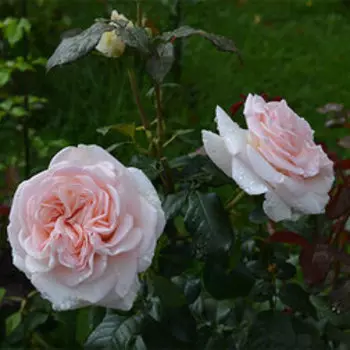 Роза Мейян чайно-гибридная Александр Пушкин