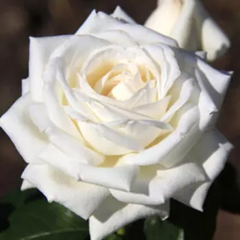 Роза Мейян чайно-гибридная Пьер Ардити