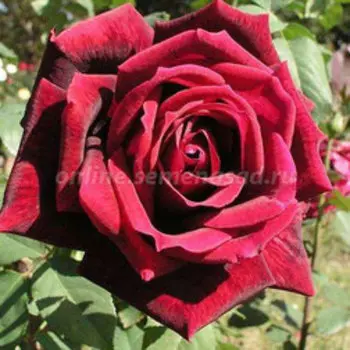 Роза Мейян чайно-гибридная Папа Мейян