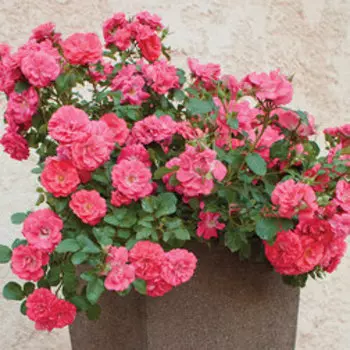 Роза Мейян флорибунда Корал Дрифт