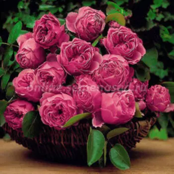 Роза Мейян флорибунда Леонардо да Винчи