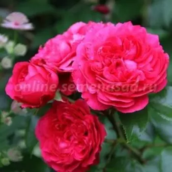 Роза Мейян флорибунда Ред Леонардо да Винчи