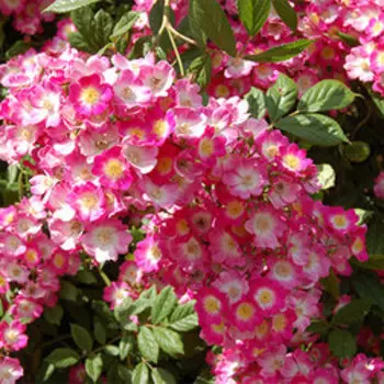 Роза мускусный гибрид Моцарт