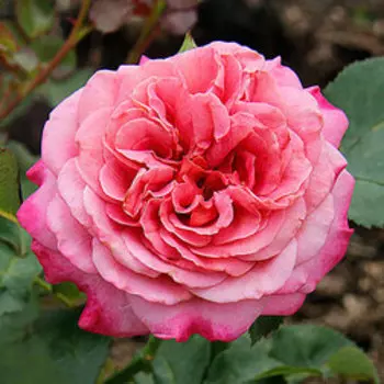 Роза парковая Агнес Шиллигер