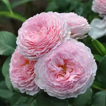 Роза парковая английская Джеймс Гэлвей