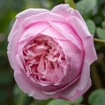 Роза парковая английская Спирит оф Фридом