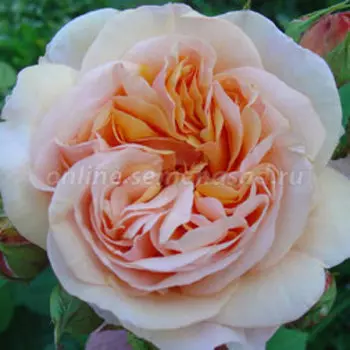 Роза парковая Чарльз Остин