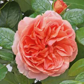 Роза парковая Чиппендейл