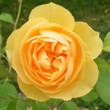 Роза парковая Грэхэм Томас