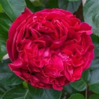 Роза парковая Эрик Таберли