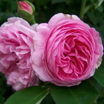 Роза парковая Луис Одьер