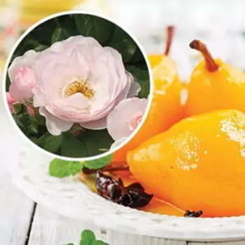 Роза парковая Пир кулинарная серия