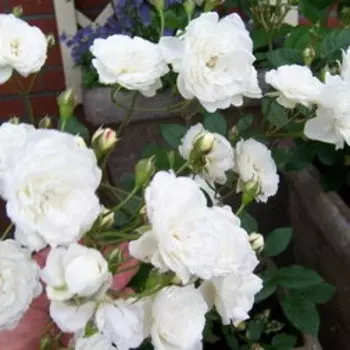 Роза парковая Шнеевиттхен