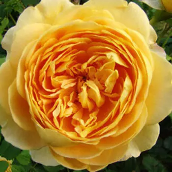 Роза парковая Соломонс Голд (С5)