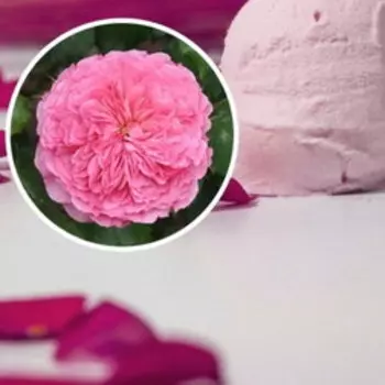 Роза парковая Тео Клеверс кулинарная серия