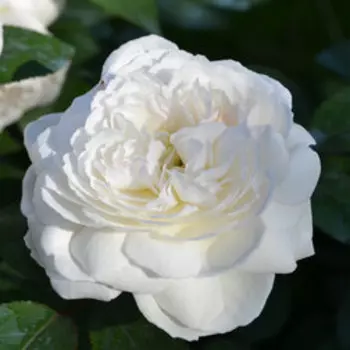 Роза парковая Винчестер Кэсидрал