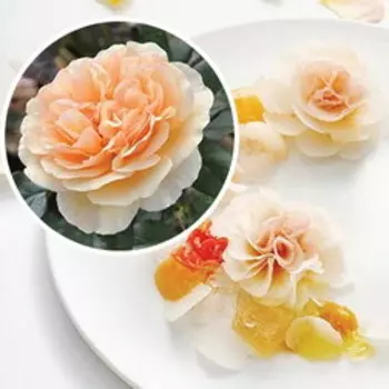 Роза парковая Жорди Рока кулинарная серия