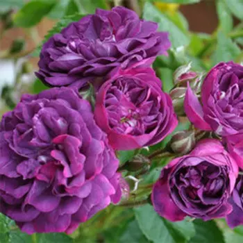 Роза плетистая Блю Маджента