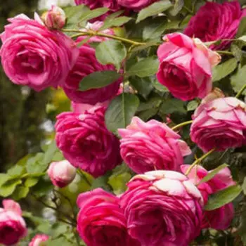 Роза плетистая Цикламен Пьер де Ронсар