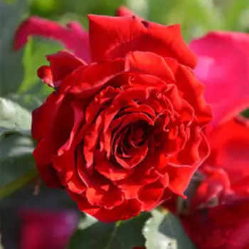 Роза плетистая Грандесса