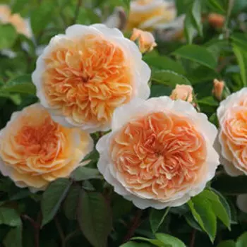 Роза плетистая Эприкот Скай