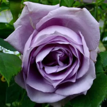 Роза плетистая Клайминг Блю Мун