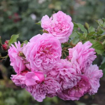 Роза плетистая Лэвендер Лесси