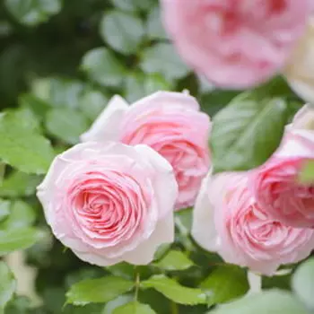 Роза плетистая Пьер де Ронсар