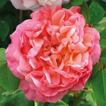 Роза плетистая Папи Дельбар