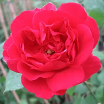 Роза плетистая Пауль Скарлет Клайминг