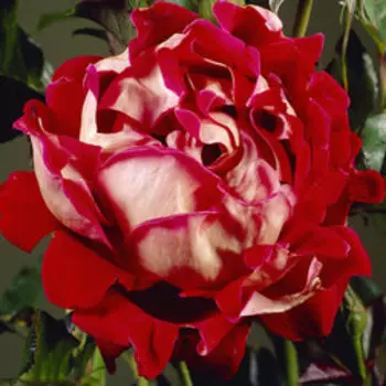 Роза Раффлс флорибунда Мистик Раффлс